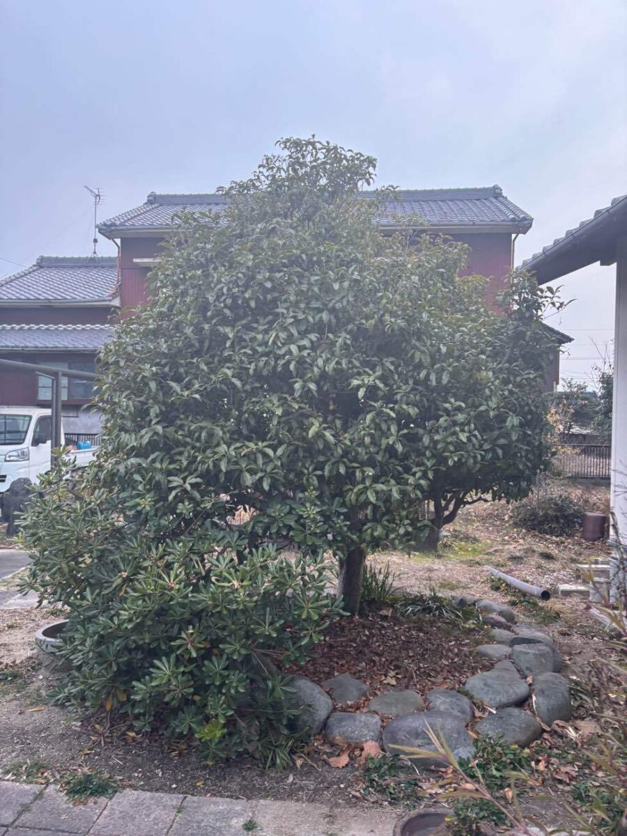 ご高齢の方も安心。庭木をさっぱり整え、暮らしにゆとりを生む剪定