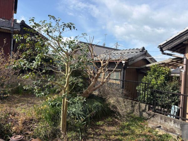 【常滑市】剪定工事